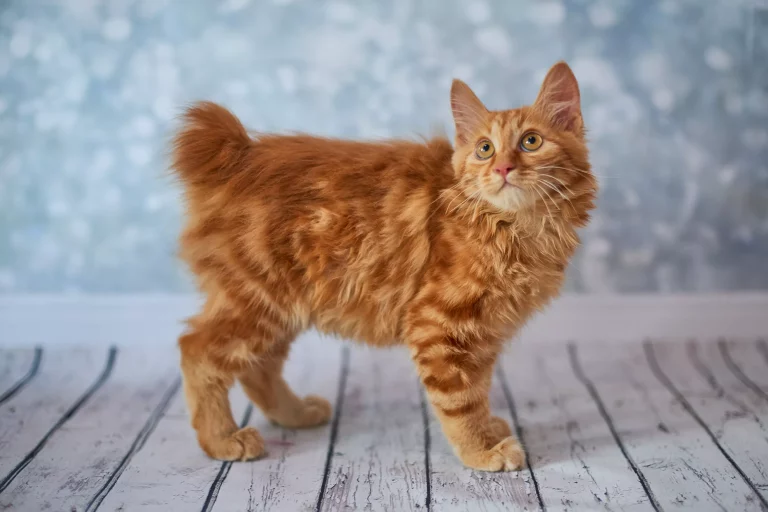 American Bobtail Cat Breed Profile and Pictures 2022