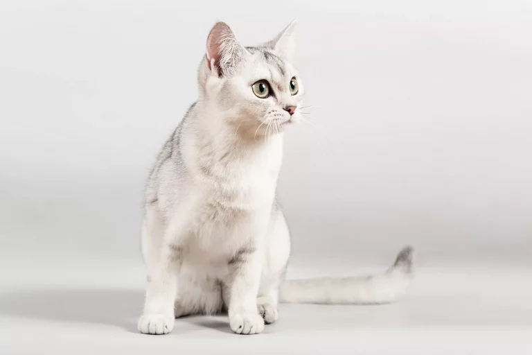 Burmilla Cat Breed Profile and Pictures 2022