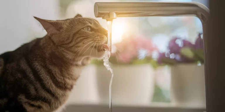 Why Is Your Cat Drinking More Water Than Usual?