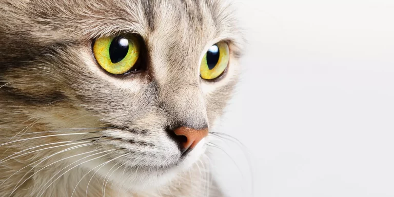 Cat Eyes: Things You Must Know