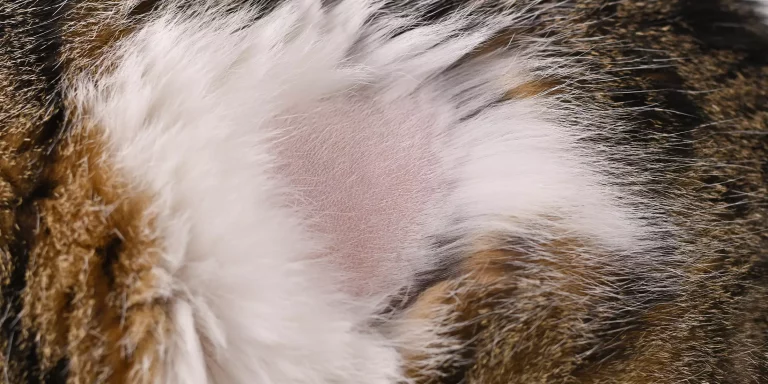 Why Does Hair Loss in Cats Occur?
