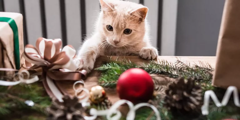 Holiday Cat Safety Tips for Owners