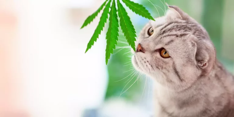 Is Medical Marijuana for Cats an Option?