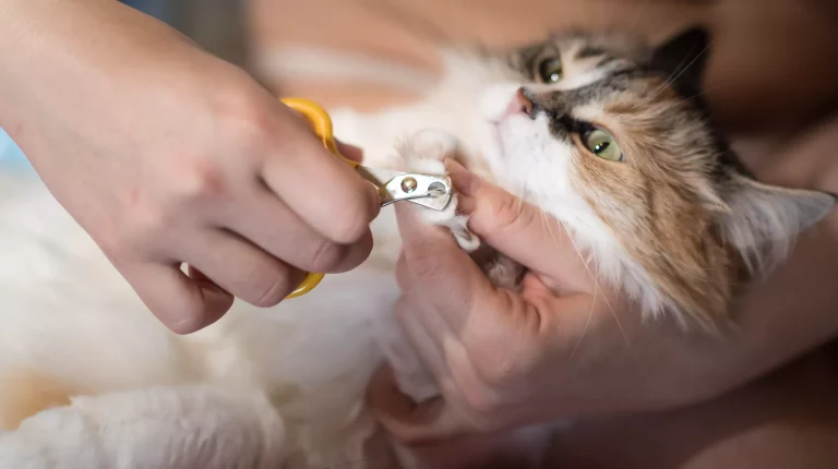Tips on How to Trim your Cat’s Nails in 2023