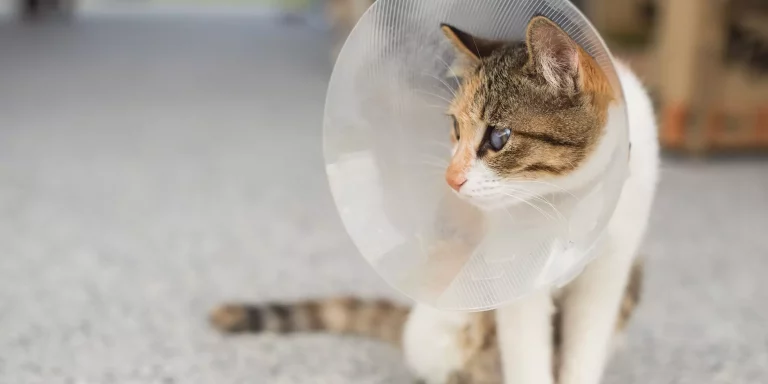 Benefits of Spaying And Neutering Cats