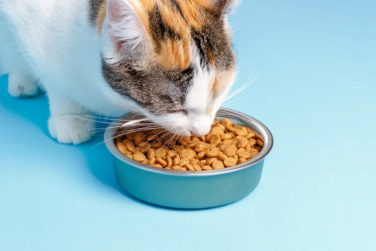 Cat Nutrition: Our 2022 Guide to Feeding your Cat