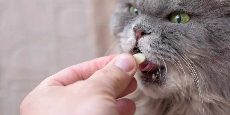 Pilling Your Cat: How To Give Your Cat a Pill