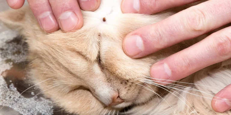How To Remove Ticks in Cats
