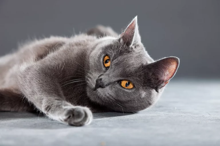 Chartreux Cat Breed Profile and Pictures 2022