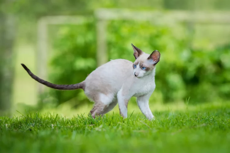 Cornish Rex Cat Breed Profile and Pictures 2022