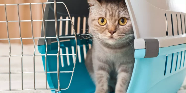 Tips for Crate Training your Cat in 2022