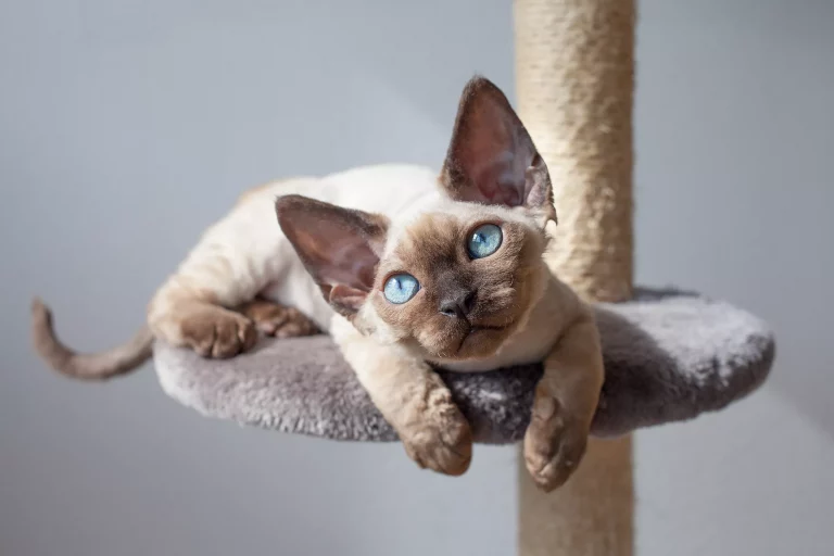 Devon Rex Cat Breed Profile and Pictures 2022