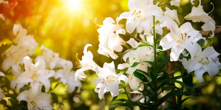 Dangers of Easter Lilies in Cats: Our 2023 Guide