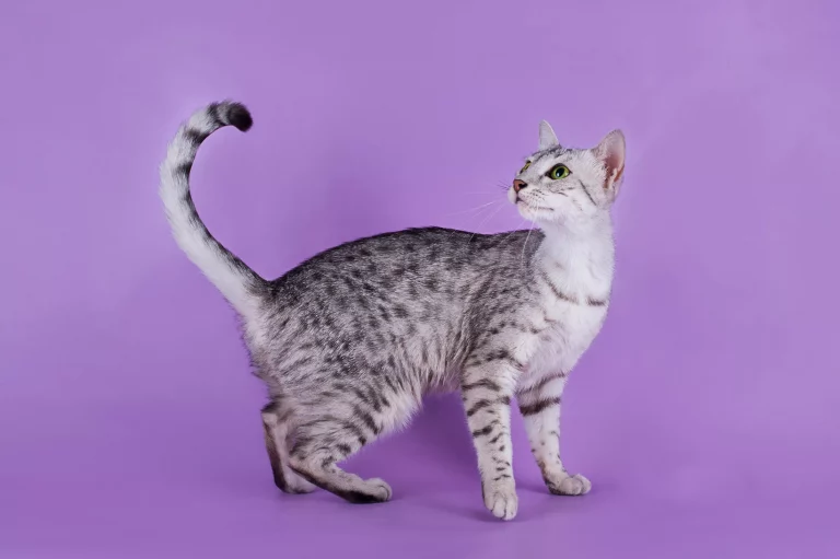 Egyptian Mau Cat Breed Profile and Pictures 2022