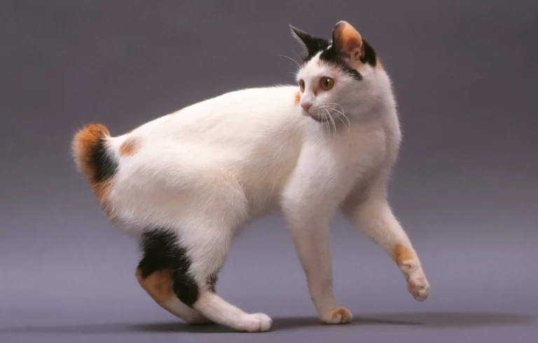 Japanese Bobtail Cat Breed Profile and Pictures 2022