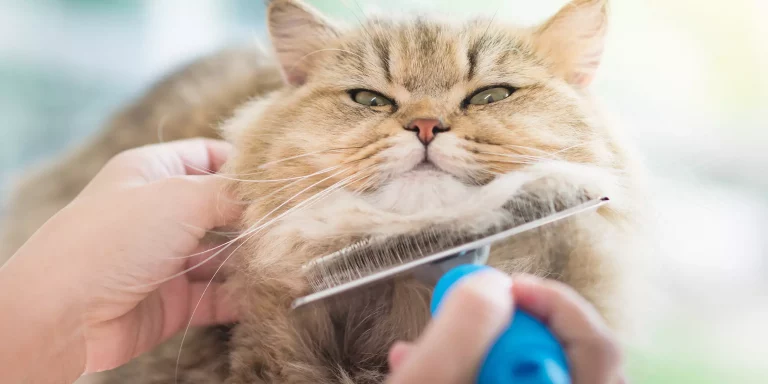 How to Brush your Long (or Short) Haired Cat: Our 2022 Guide