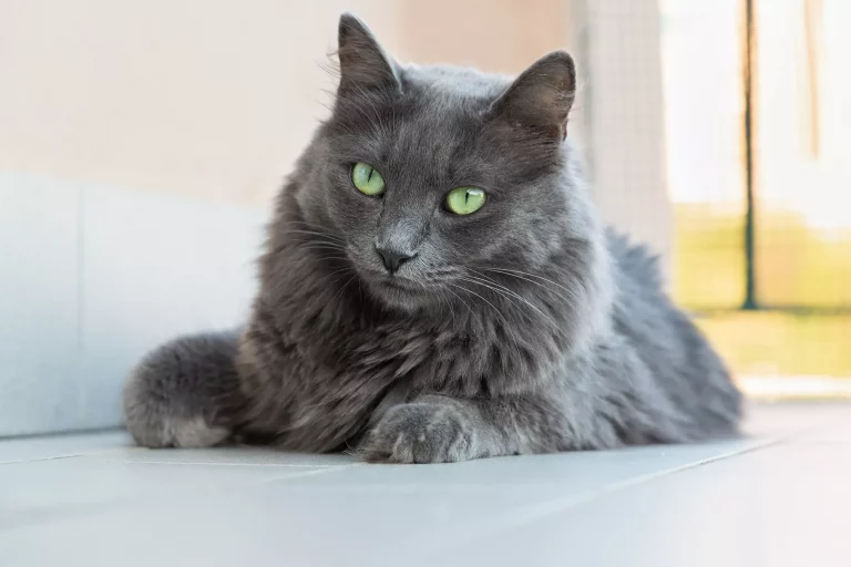 Nebelung Cat Breed Profile and Pictures: Our Nebelung Cat Guide