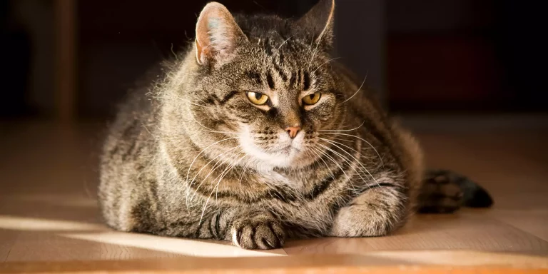 Obesity in Cats: Causes and Cures: Our 2022 Guide