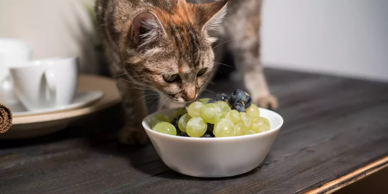 25 Foods to Avoid When Feeding your Cat in 2023